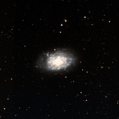 NGC 7793 survey image