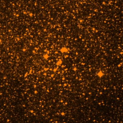 NGC 6396 survey image